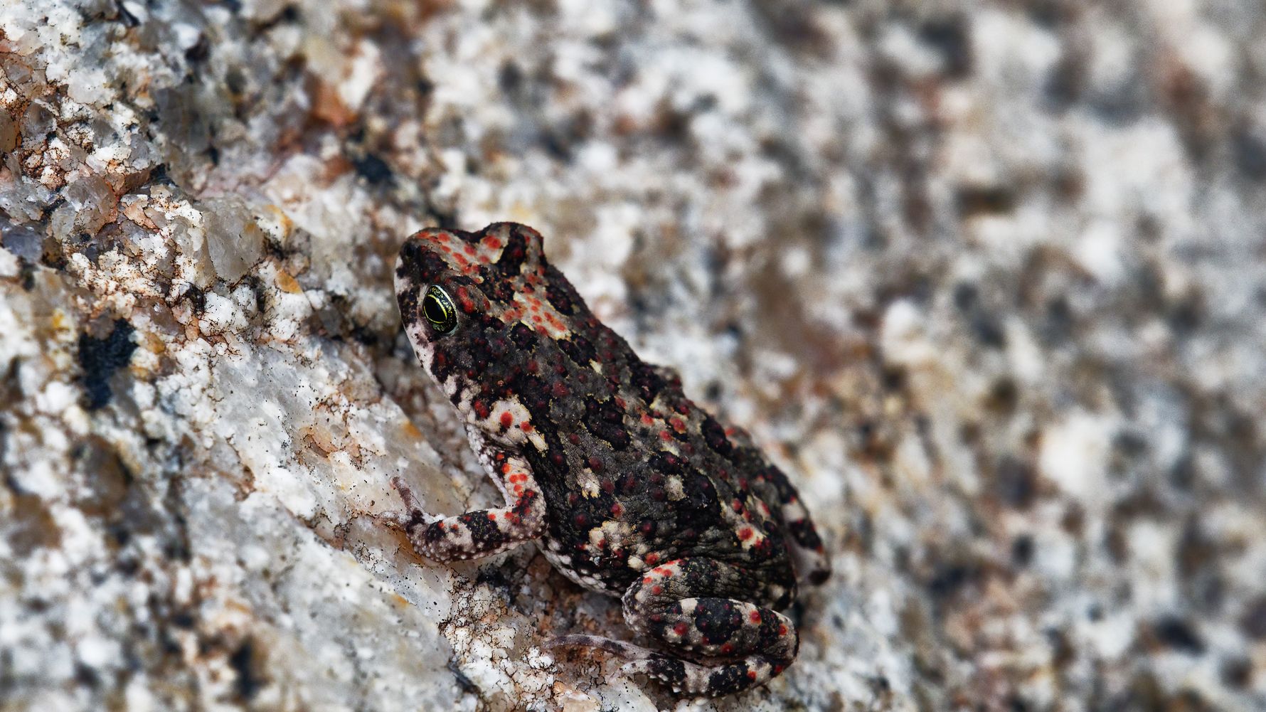 blog-erfahrungsbericht-suedafrika-ecoquest-anny-frosch