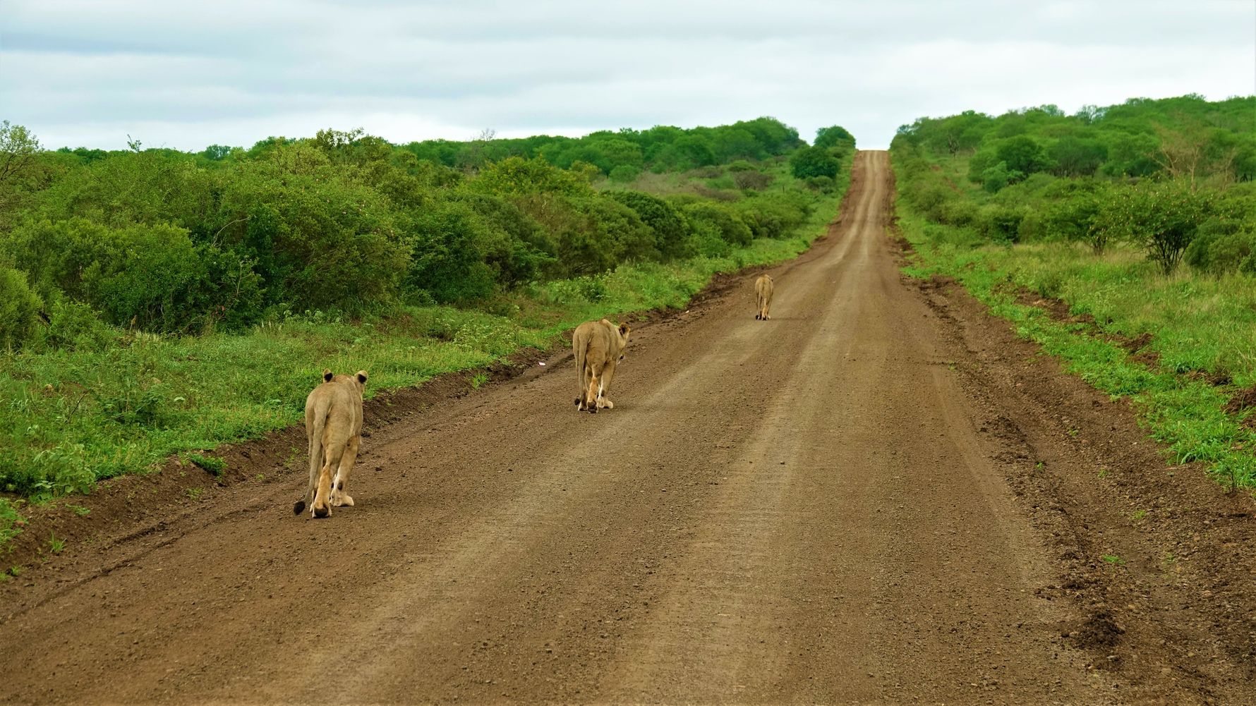 blog-ratgeber-suedafrika-kwazulu-natal-strassse-loewen-nazucate