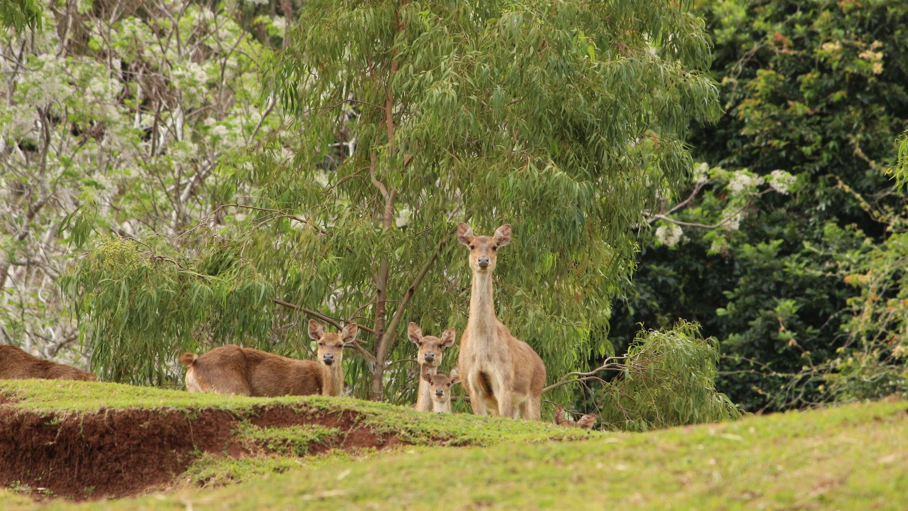 blog-ratgeber-mauritius-kestrel-valley-maehnenhirsch-natucate