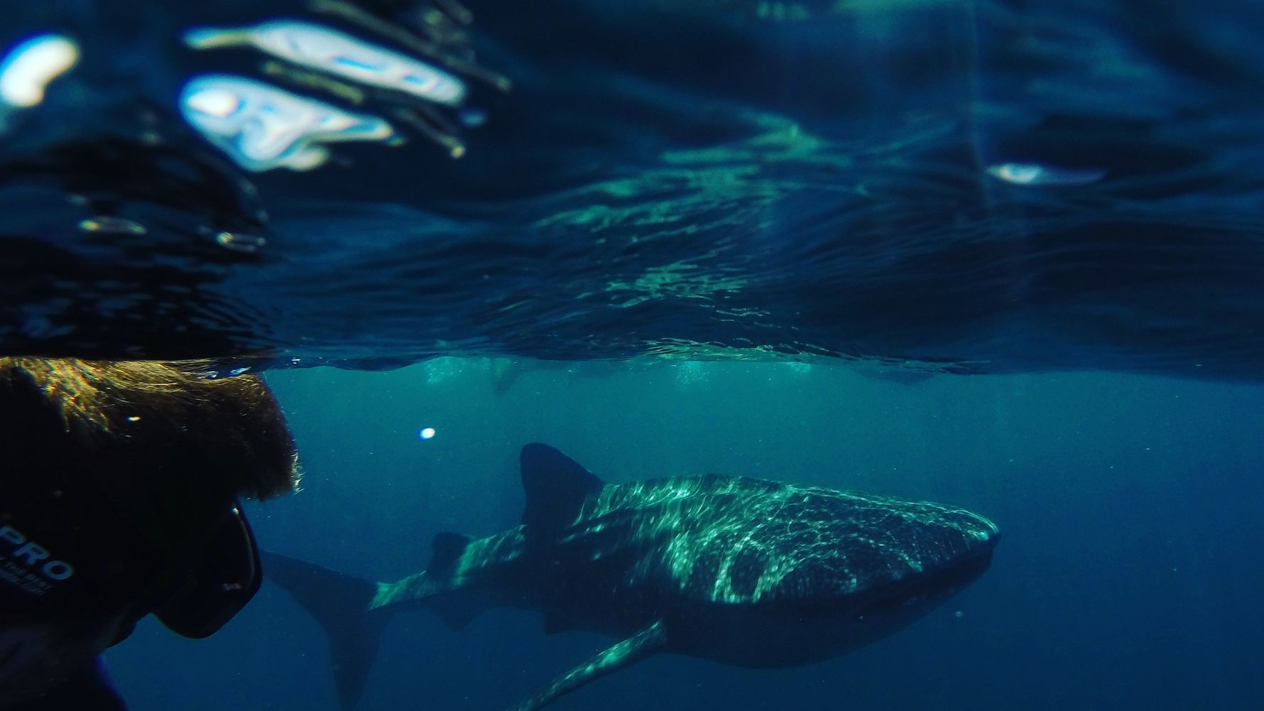Aufnahme eines Walhais, die die Gewaesser um die Philippinen bewohnen