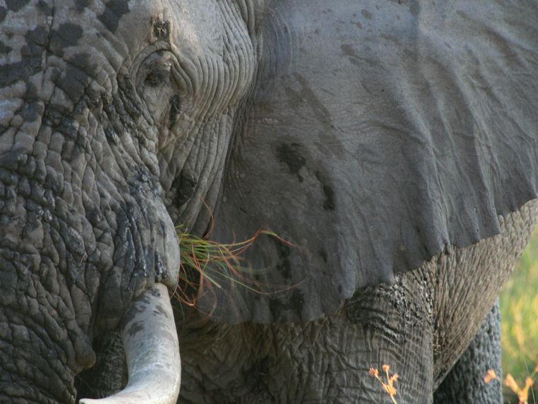 rangerausbildung-wissen-saeugetiere-elefant-natucate