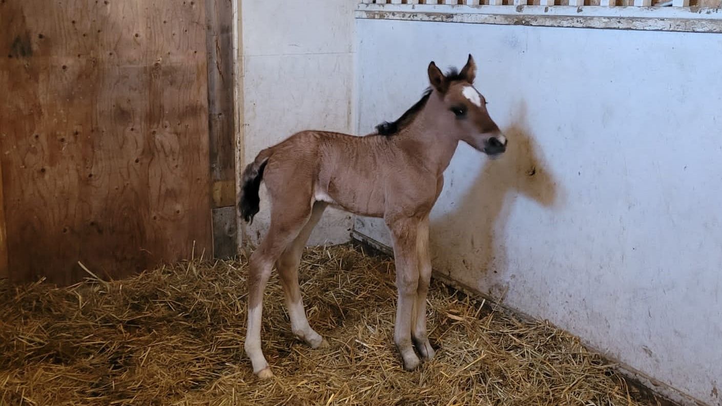 Während Jessicas Zeit als Freiwilligenhelferin in Kanada wurde dieses Fohlen geboren