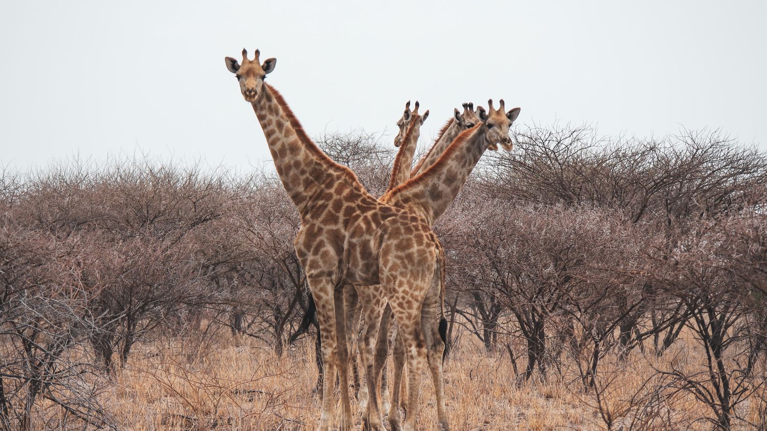Große Säugetierarten wie die hier zu sehenden Giraffen sind in dem eingezäuntem !Khamab Kalahari Reservat zu finden.