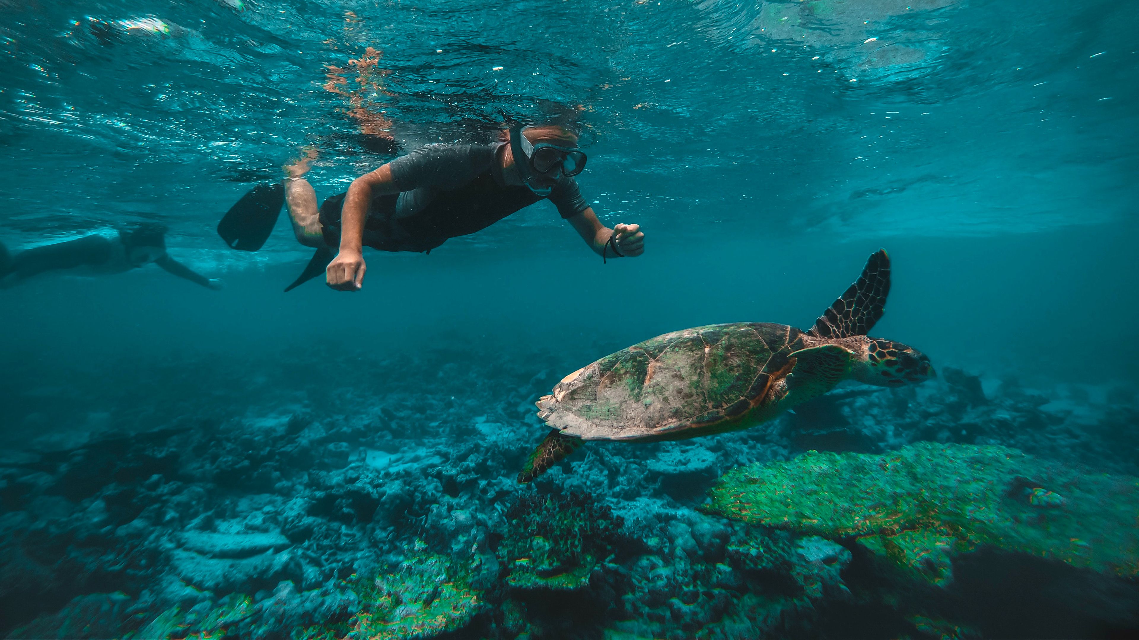 Ein Freiwilliger schwimmt mit einer Meeresschildkroete vor der Kueste von Mauritius