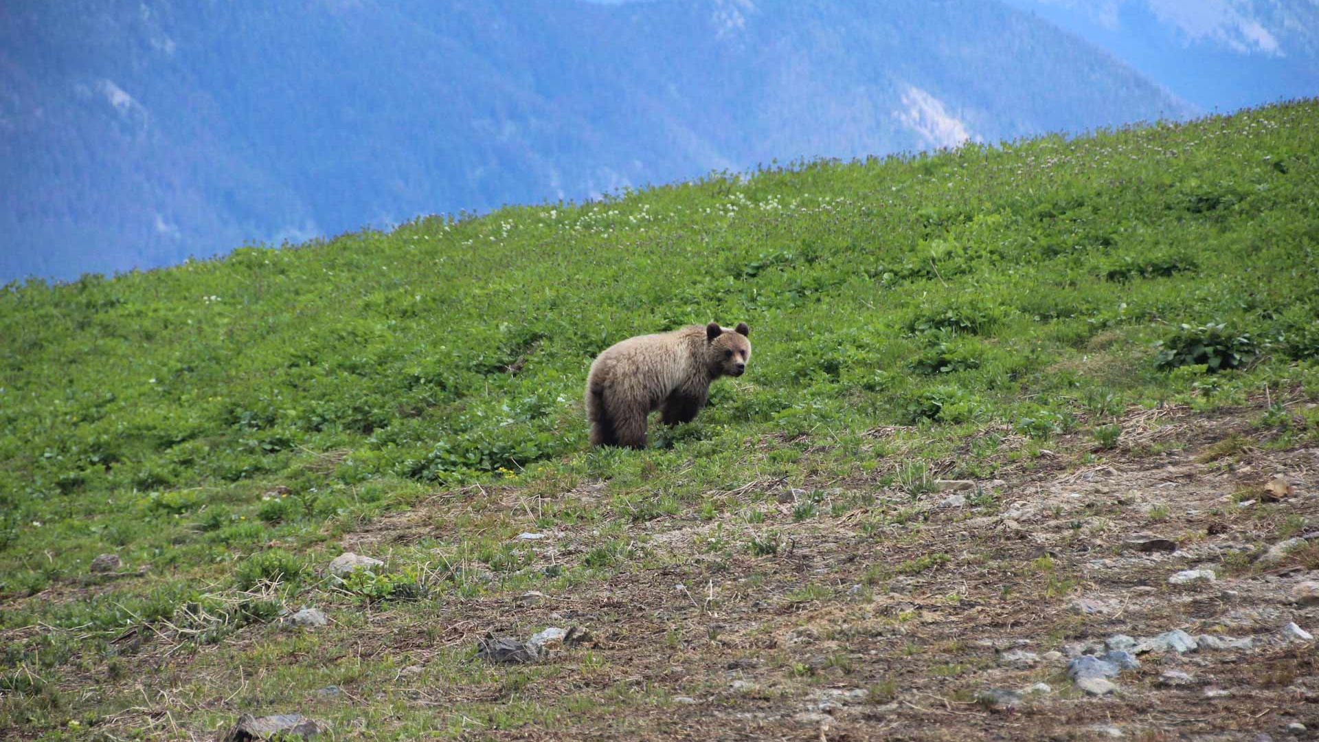 Ein Grizzlybär auf offener Wiese vor Waldrand