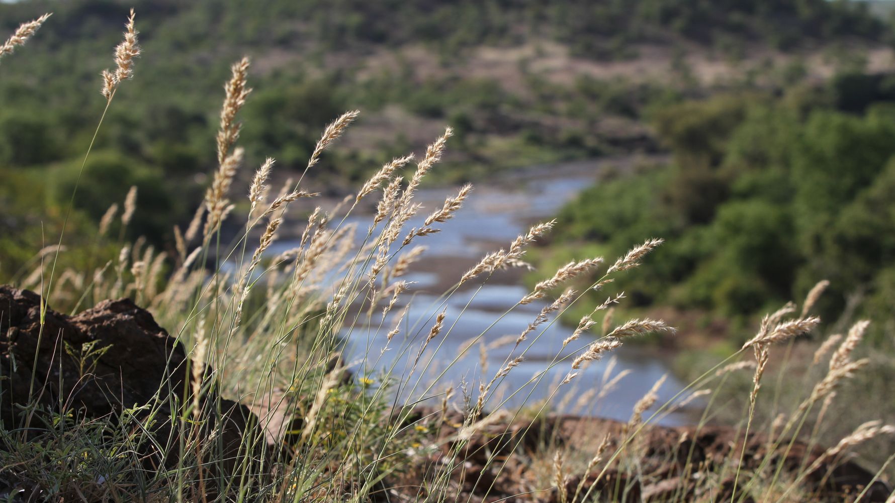 blog-ratgeber-suedafrika-limpopo-gras-natucate
