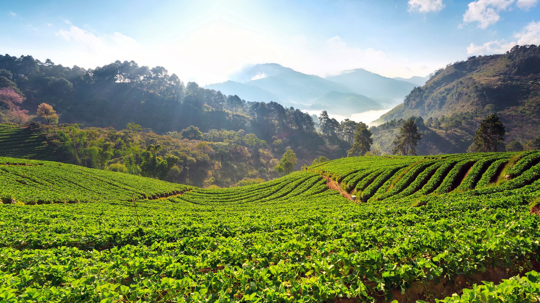 blog-ratgeber-usa-mittlerer-westen-gruene-felder-natucate