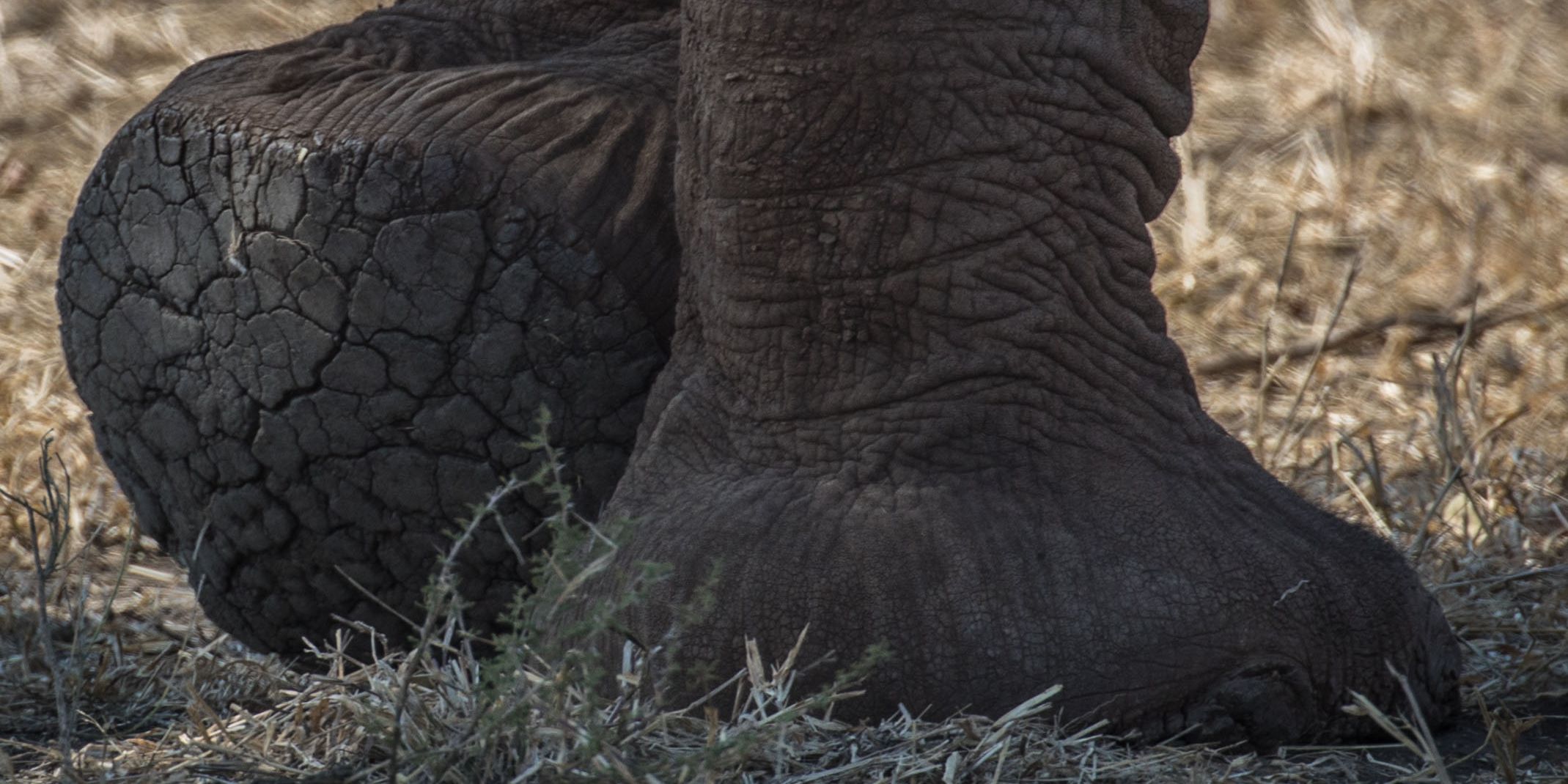 naturkurs-suedafrika-ecotracker-wildlife-monitoring-elefant-fuss-natucate