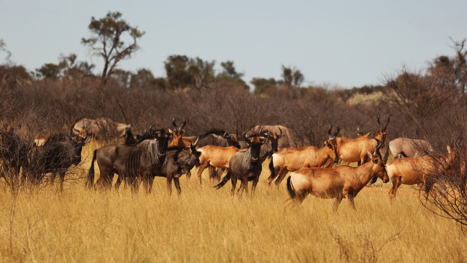 natucate-blog-review-james-kalahari-animal-herd