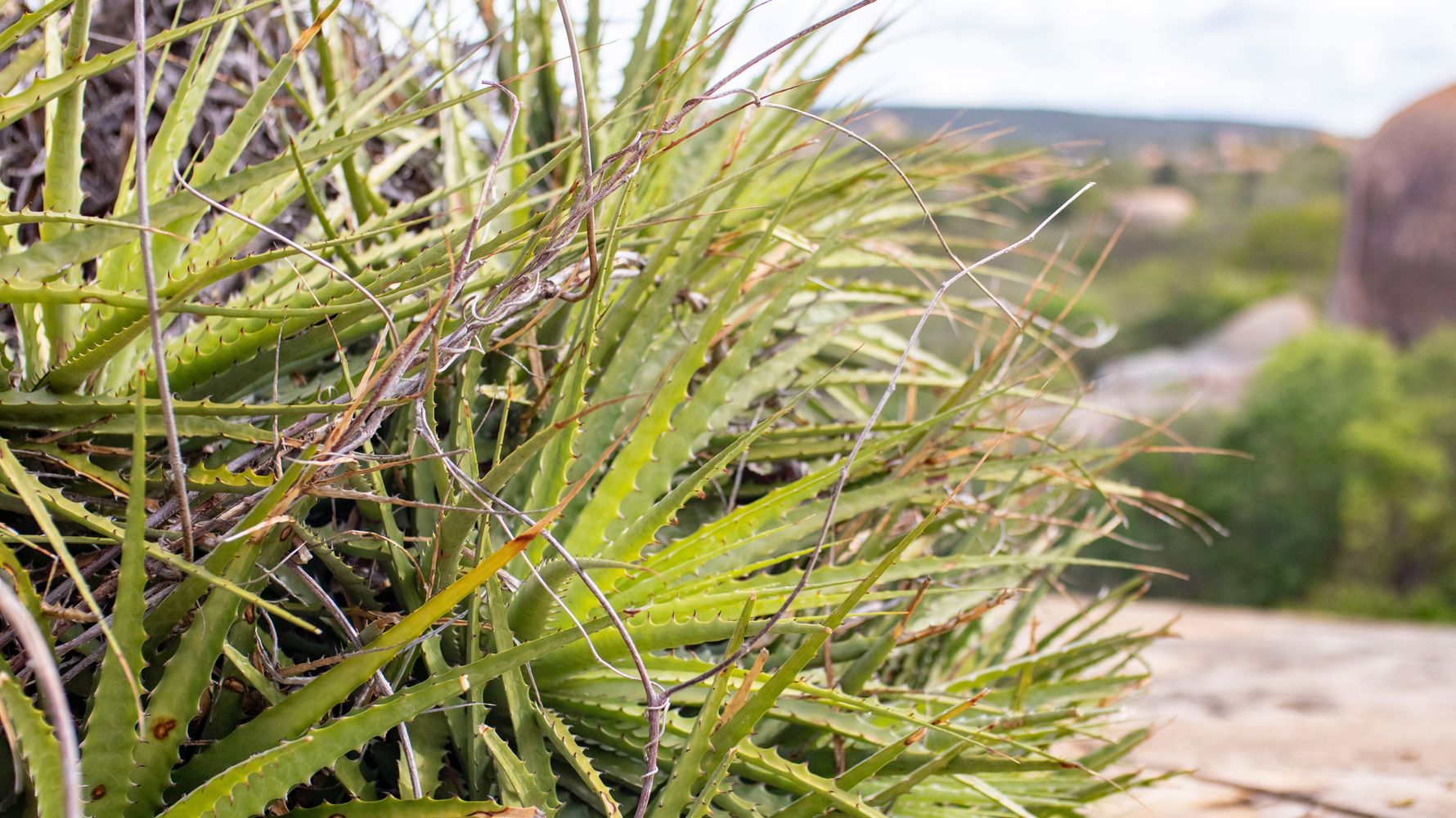 Vegetataion Rio Grande Do Norte