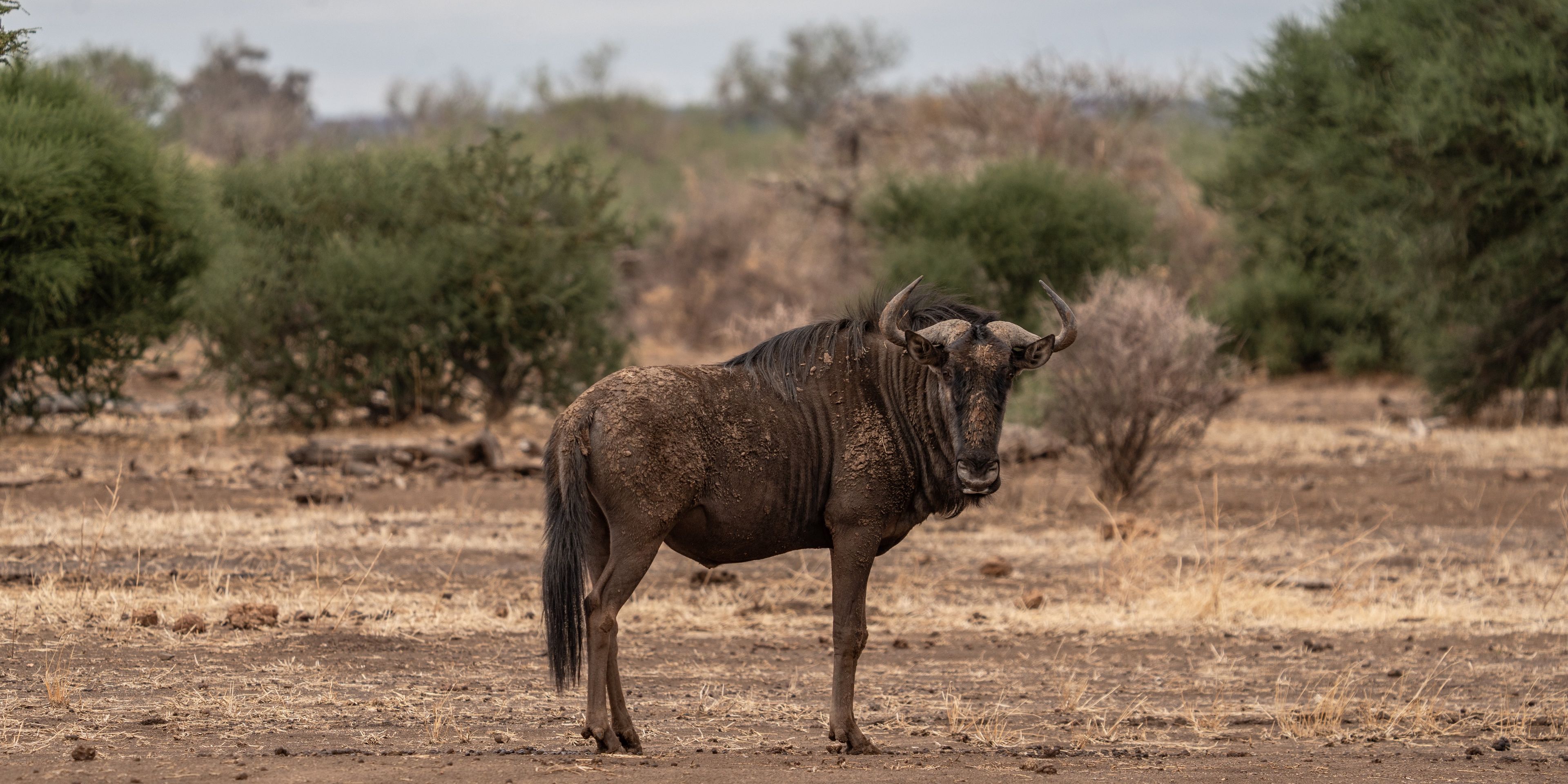 natucate-guide-course-south-africa-et-svenja-blue-wildebeest