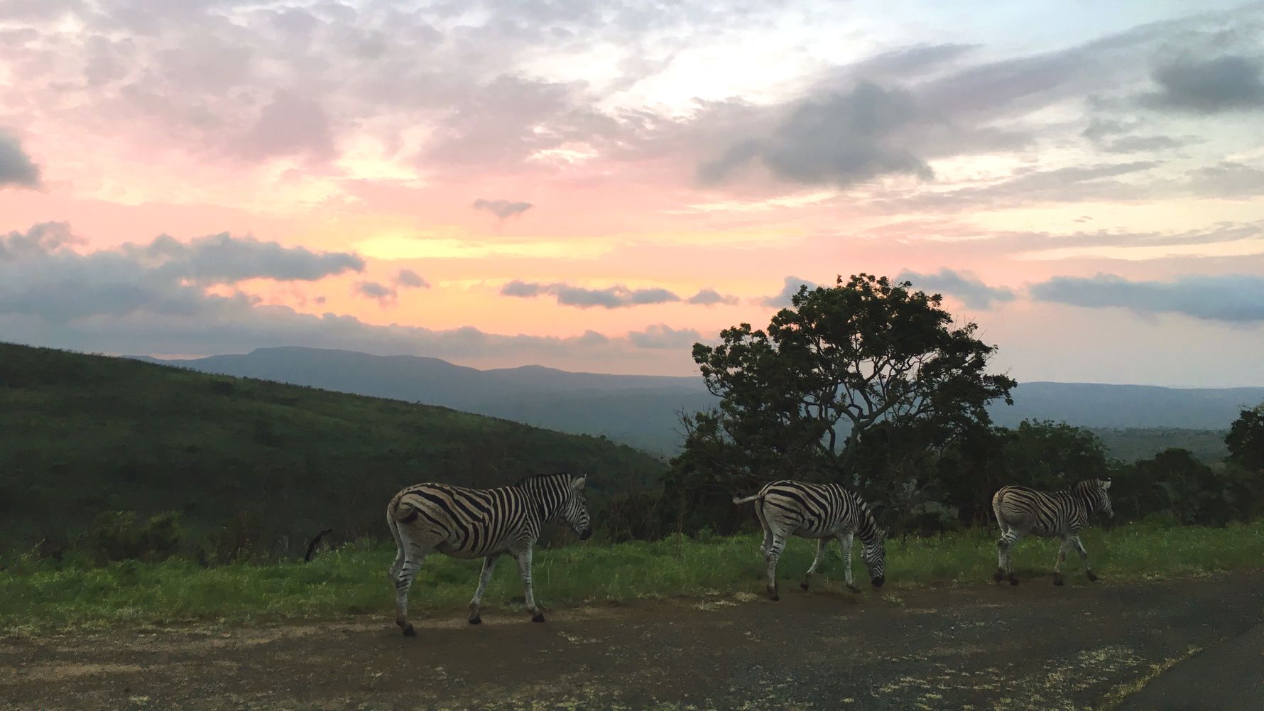 erfahrungsbericht-freiwilligenarbeit-suedafrika-zululand-artnschutz-melanie-zebras-natucate
