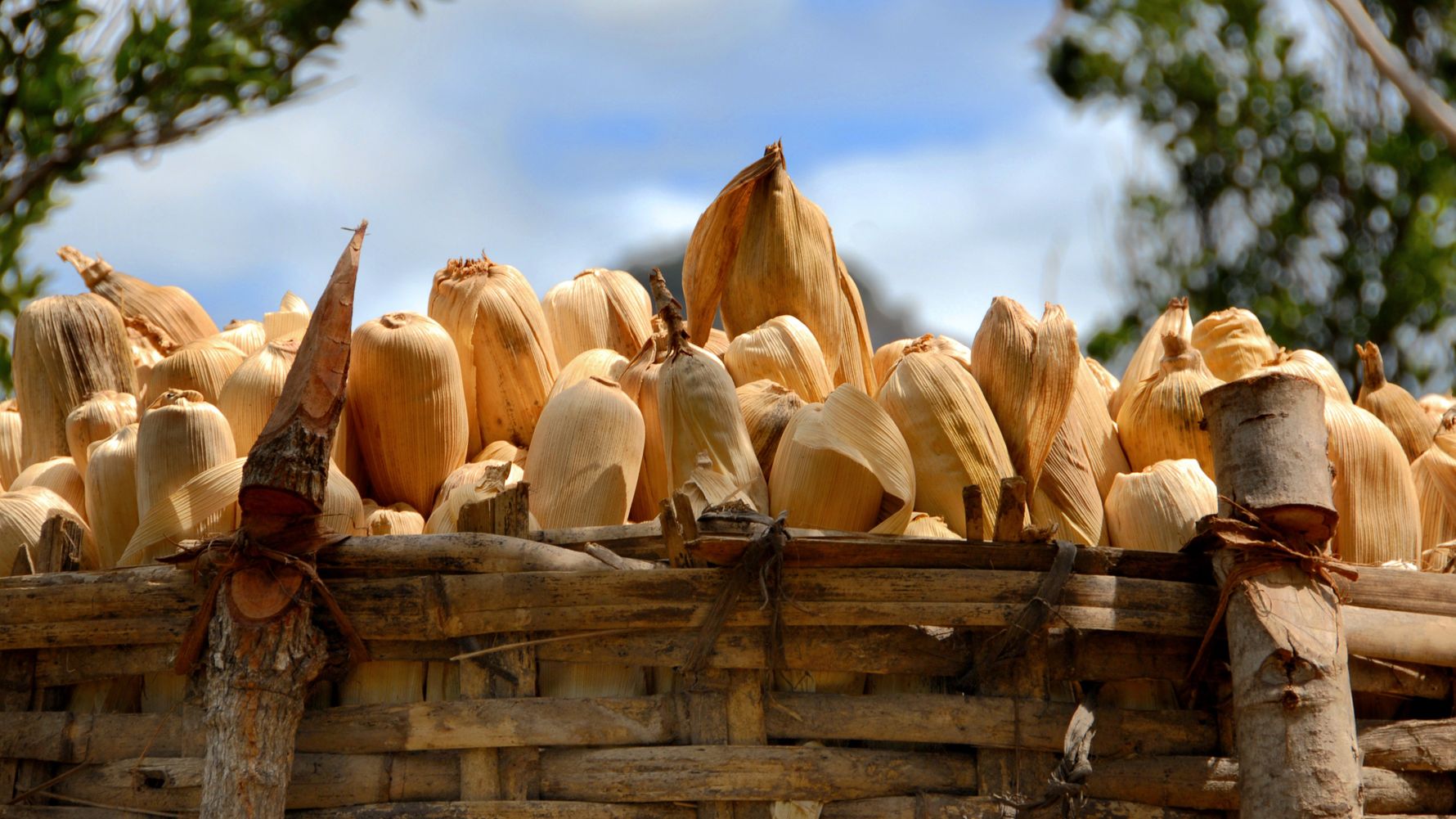 natucate-landerinformation-malawi-kulinarik-mais