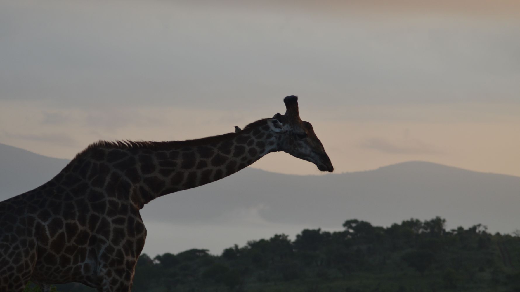 freiwilligenarbeit-natucate-suedafrika-giraffen