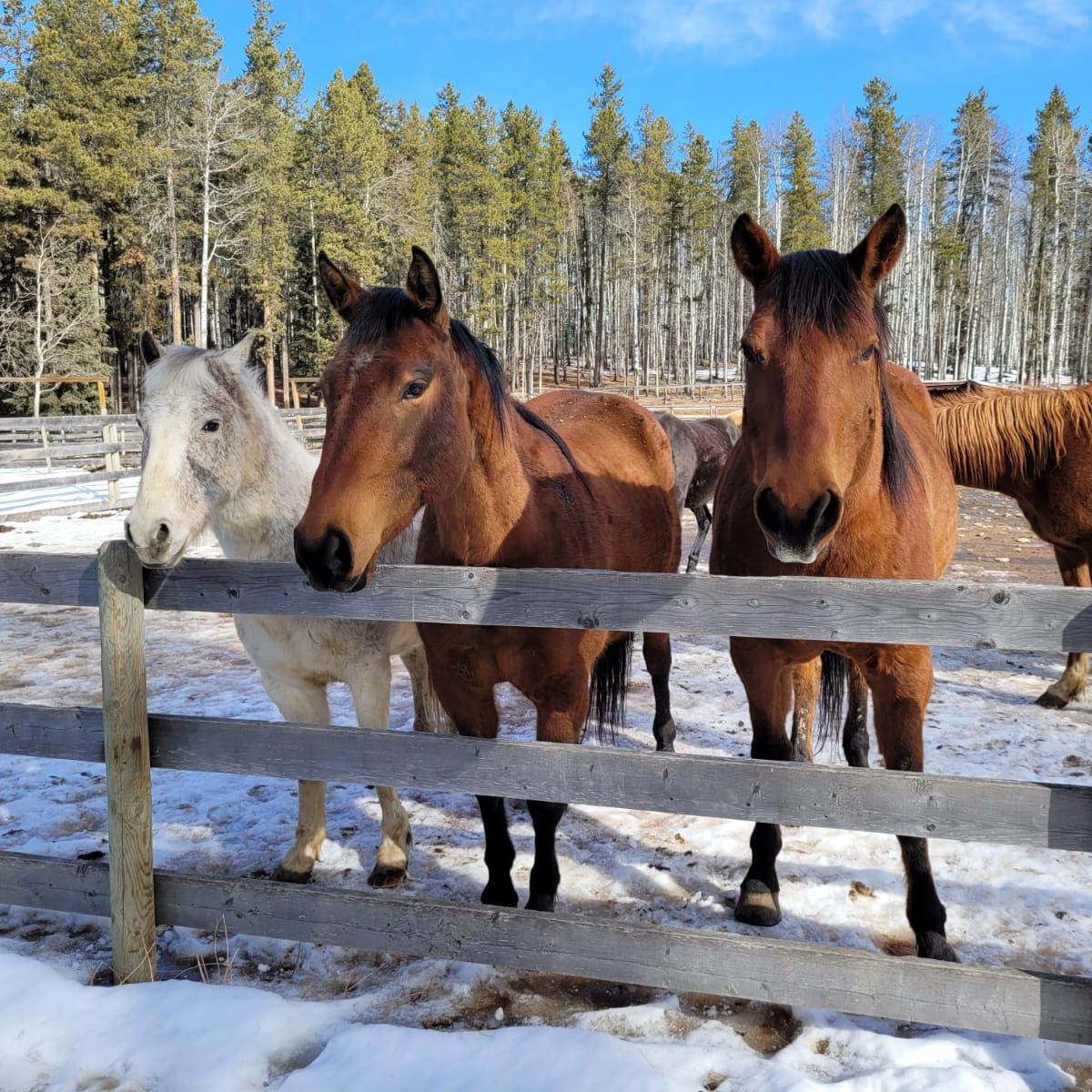 Auch bei eisigen Temperaturen und im Schnee verbringen die Pferde ihre Zeit im Freien.
