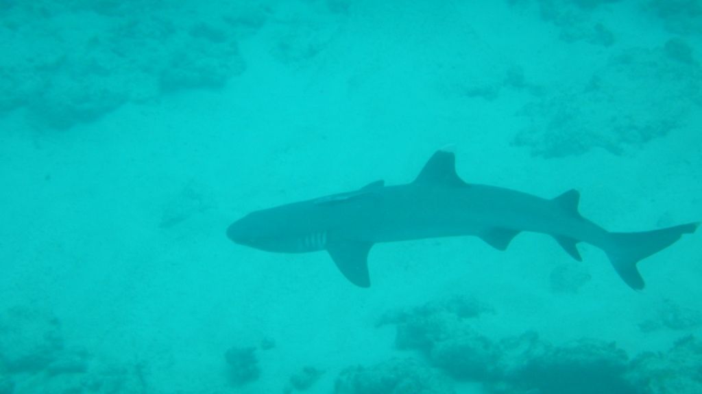 freiwilligenarbeit-seychellen-erfahrungsbericht-artenschutz-kundenfotos-hai-natucate