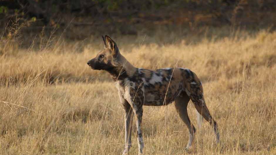 freiwilligenarbeit-artenschutz-wildhund-in-suedafrika-erfolge-blog-natucate