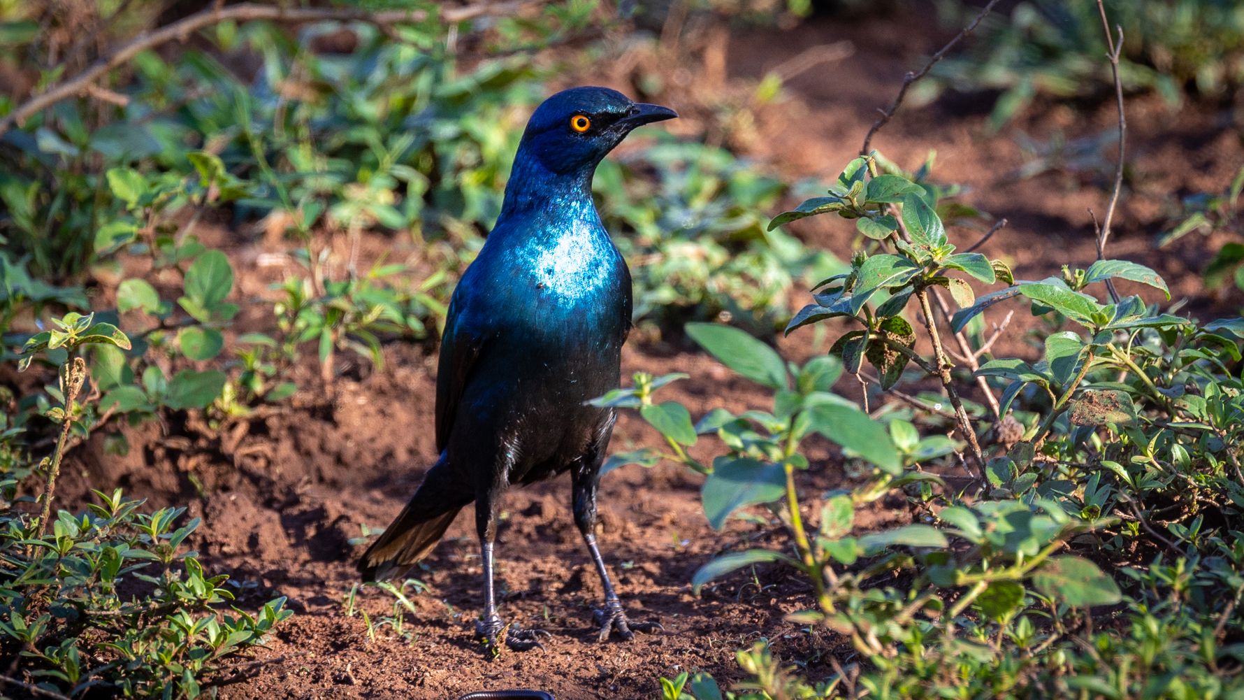 erfahrungsberichte-freiwilligenarbeit-suedafrika-fgl1-martina-bird-2-natucate