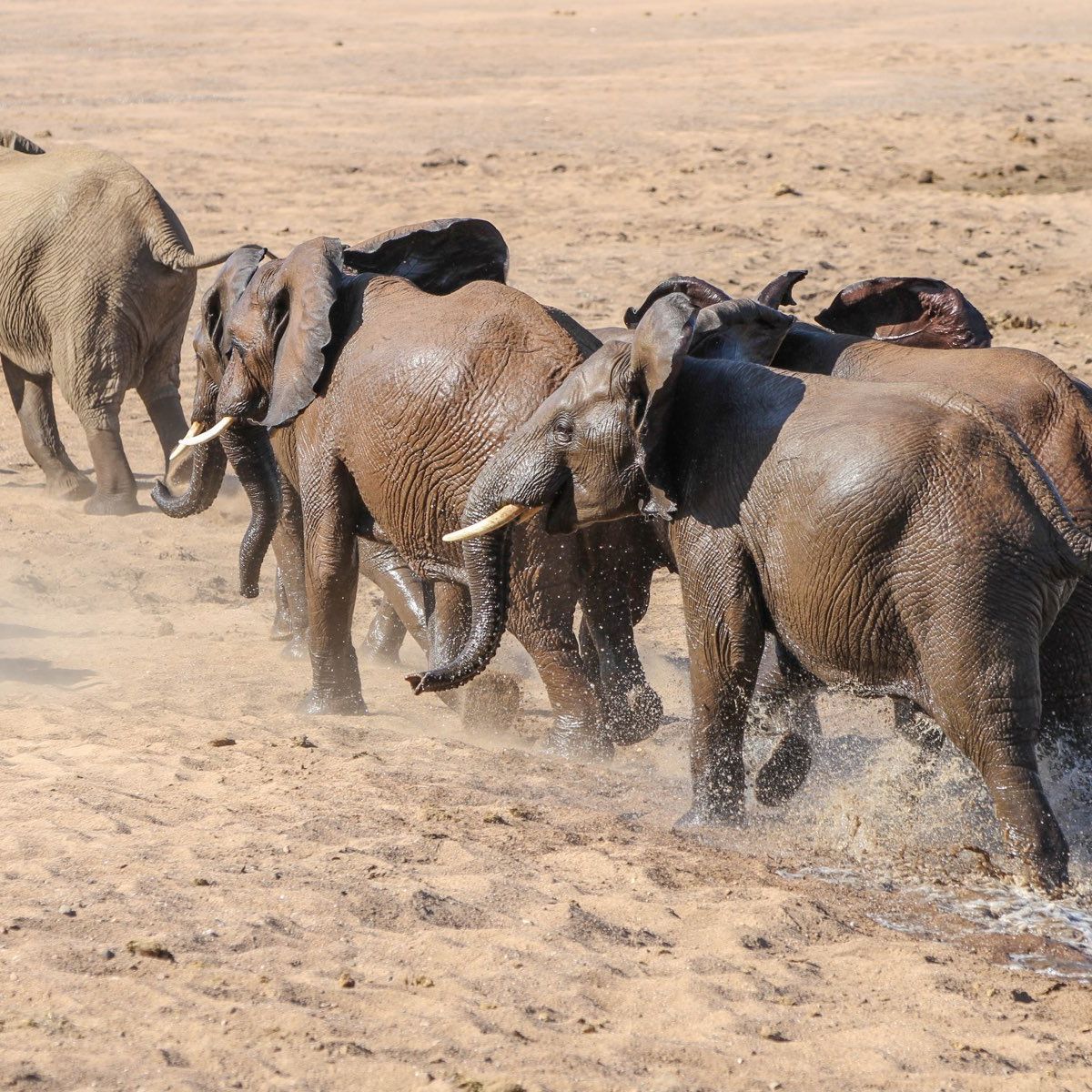 naturreise-suedliches-afrika-erfahrungsbericht-ecoquest-kundenfotos-elefanten-natucate