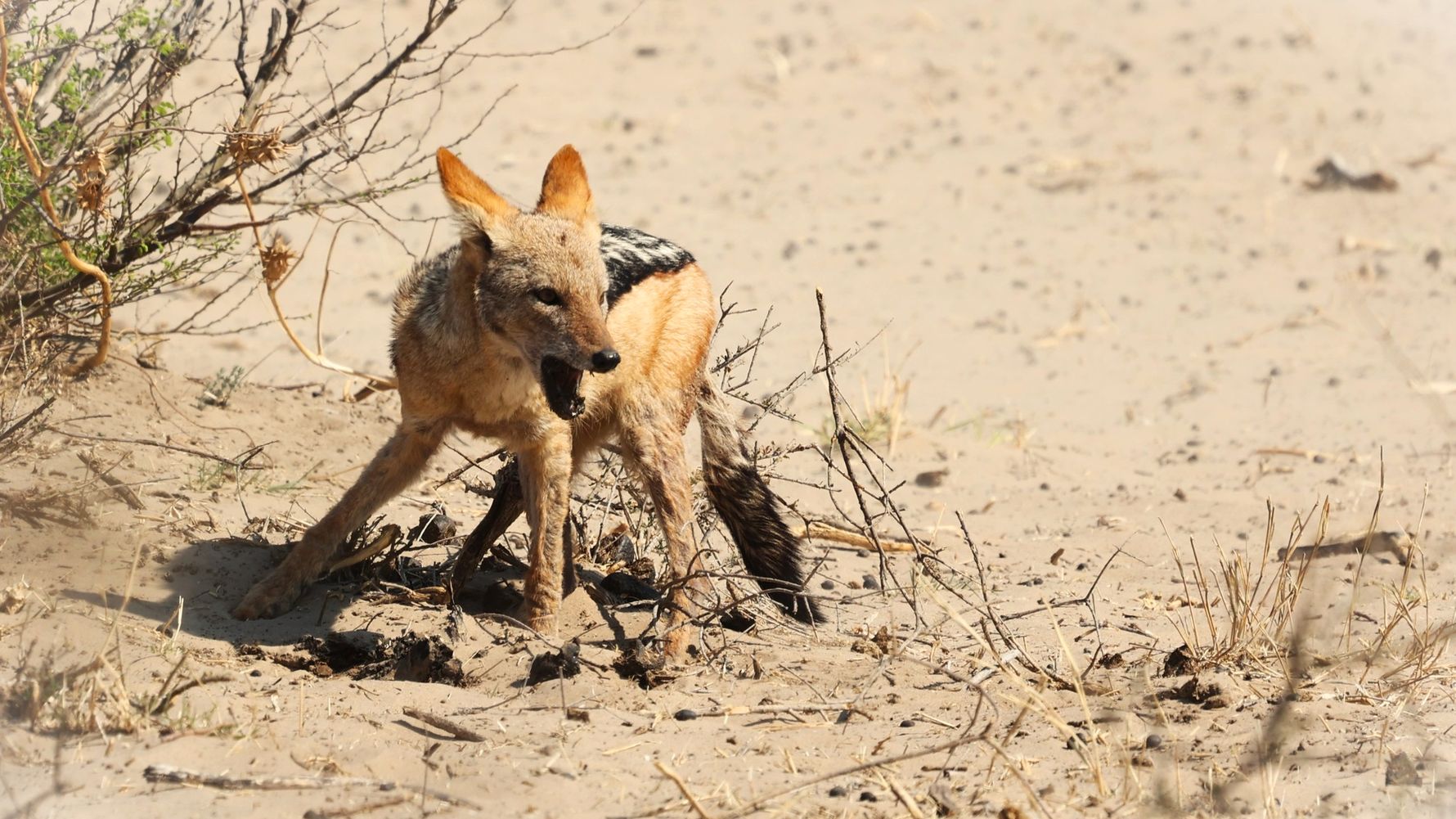 natucate-blog-review-james-kalahari-desert-fox