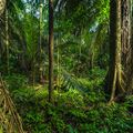 reiseorte-peru-amazonas-regenwald-natucate