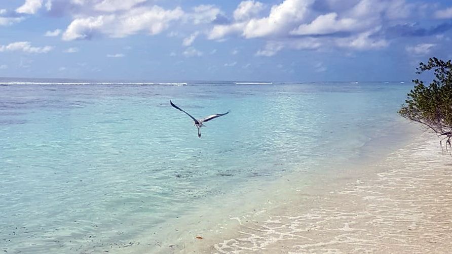 erfahrungsbericht-freiwilligenarbeit-walhaischutz-malediven-sara-moewe-natucate