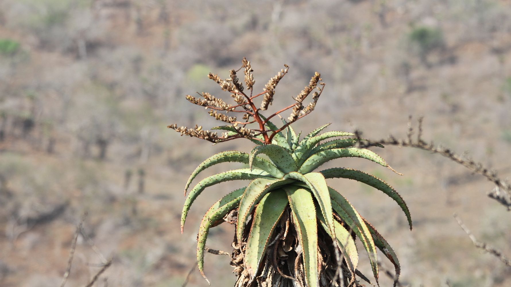 blog-naturwissen-verbreitung-fremdartiger-pflanzen-naturschutz-landschaft-natucate
