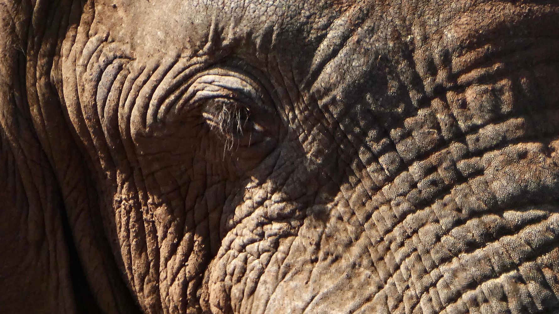 erfahrungsberichte-rangerkurs-field-guide-level-1-afrika-elke-elefant-natucate