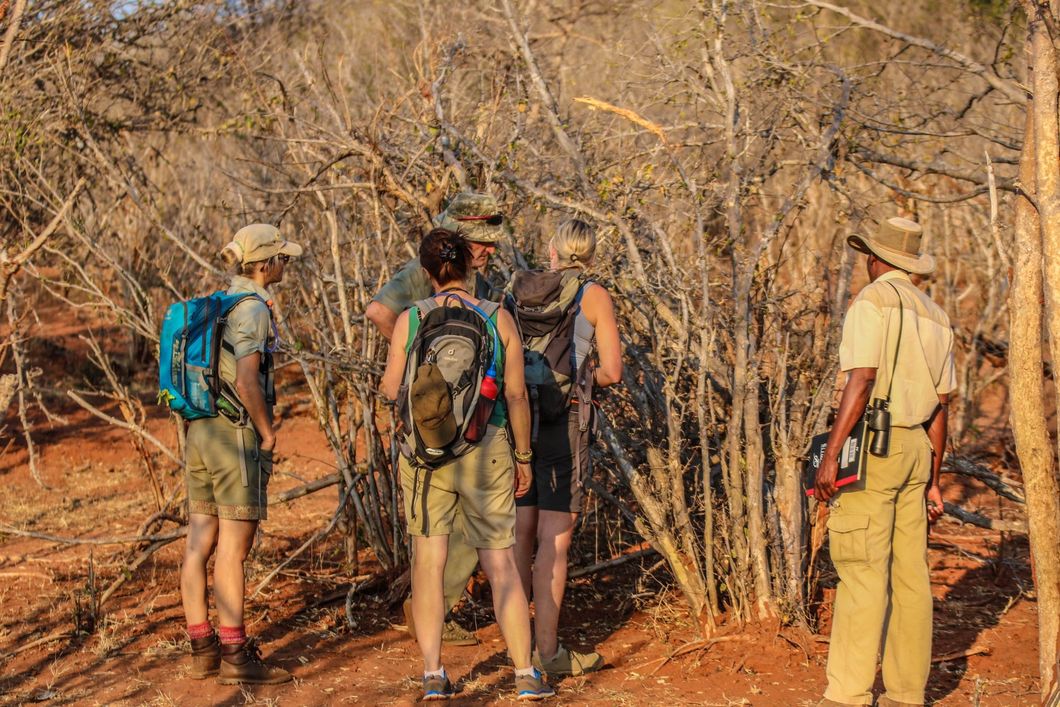 Studenten des Natur- und Rangerkurses in Suedafrika erhaelt Unterricht in Pflanzenkunde im Busch