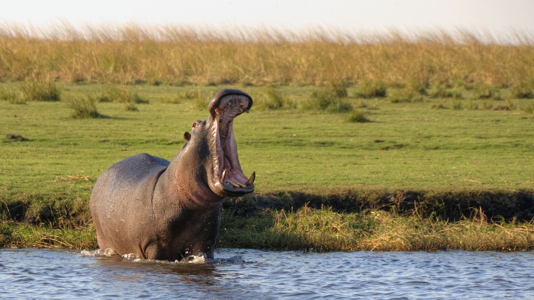 flusspferde-naturwissen-blog-natucate