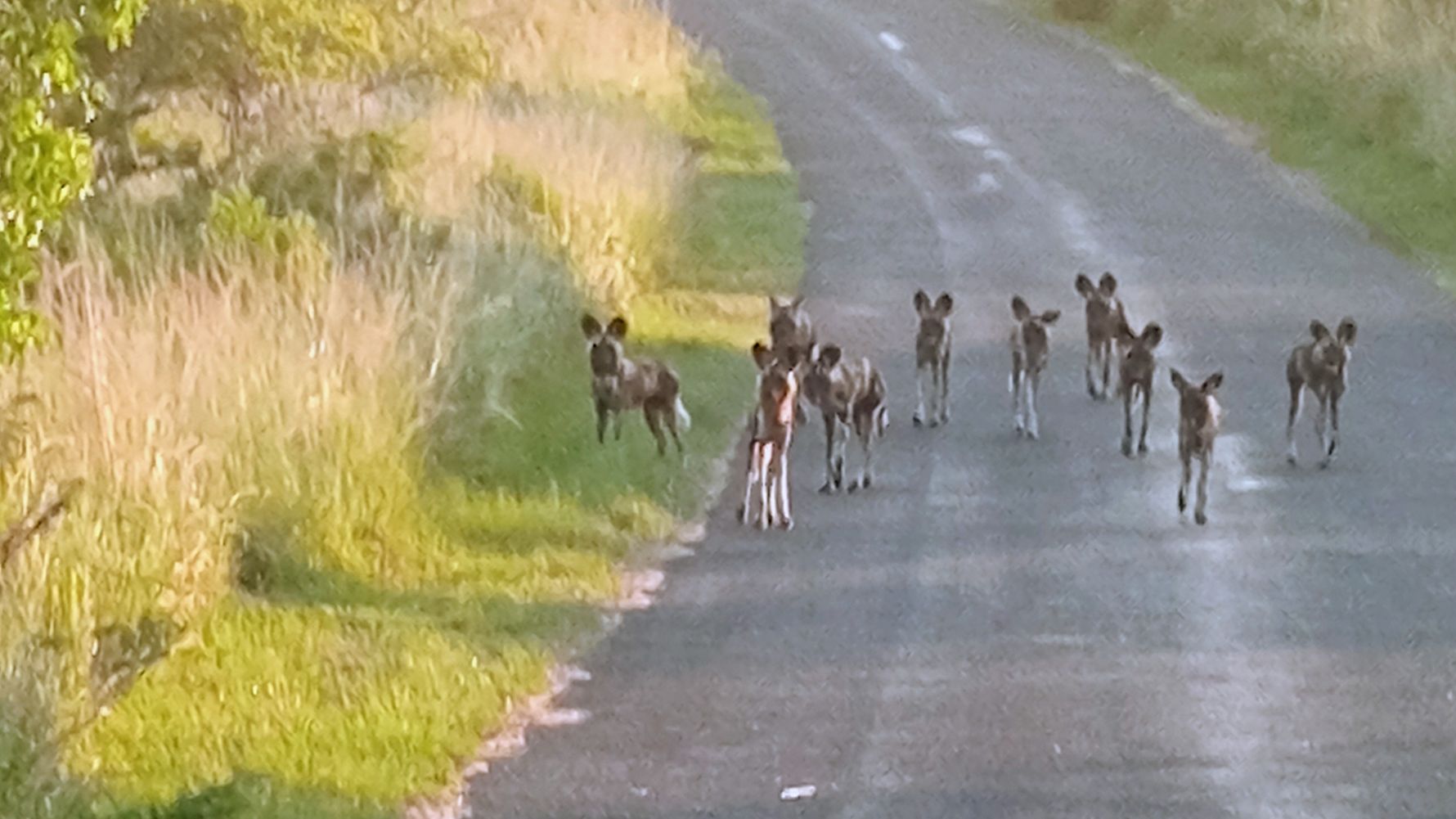 Wild dog group