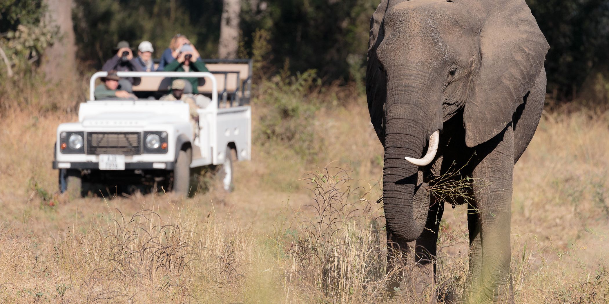 Waehrend des Gamedrives lassen sich Wildtiere wie Elefanten besonders gut beobachten