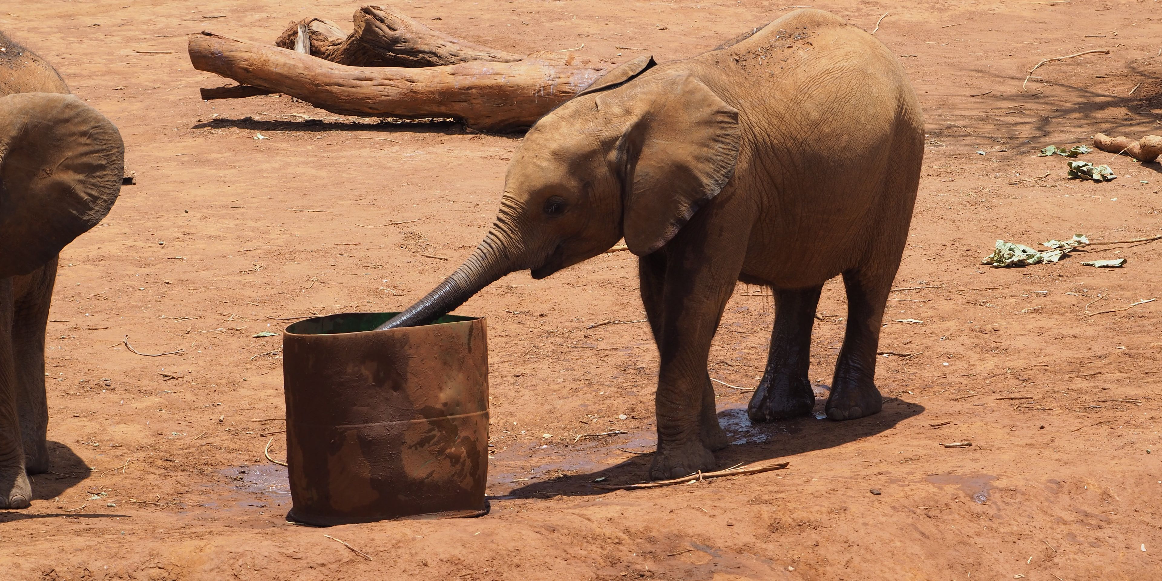 Junger Elefant trinkt auf dem Gelaende des Elefantenschutzprojekts nahe Sambias Hauptstadt Lusaka