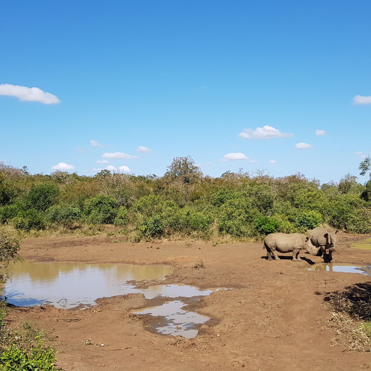 erfahrungsberichte-frewilligenarbeit-suedafrika-zululand-artenschutz-mario-nashorn-wasserloch-natucate