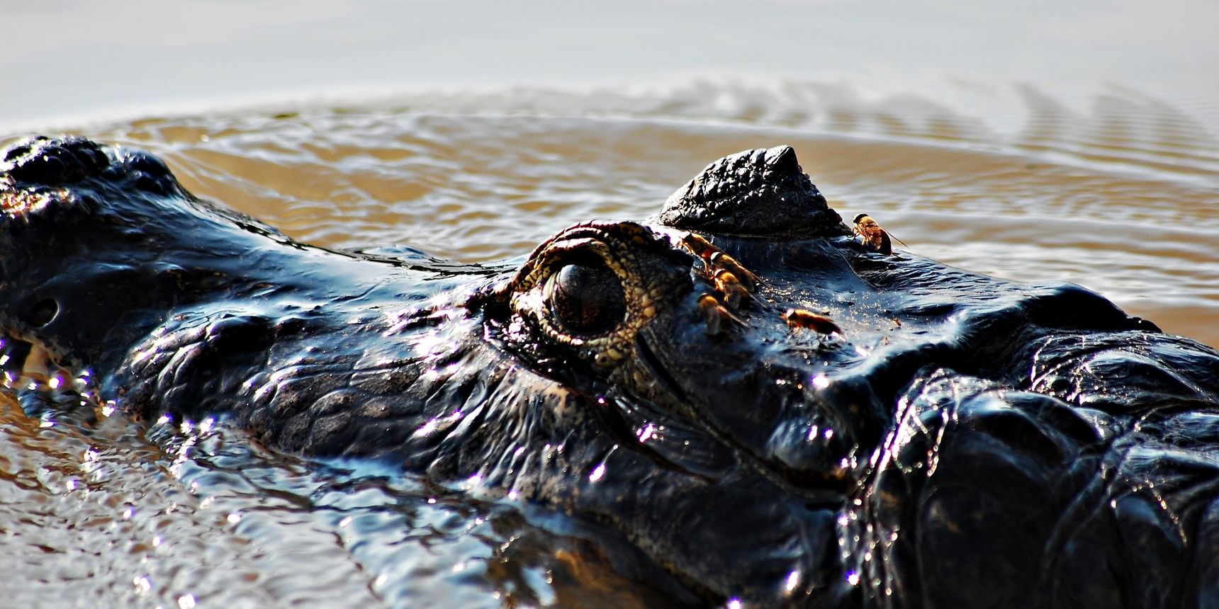 A reptile of the wildlife of Mato Grosso, Brazil