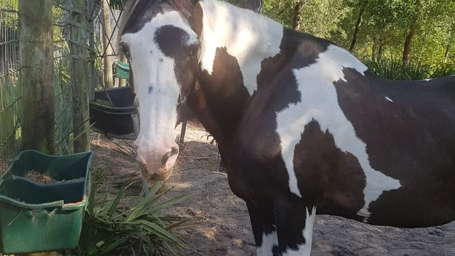 erfahrungsbericht-usa-florida-wildlife-vor-ort-tierschutz-pferd-natucate