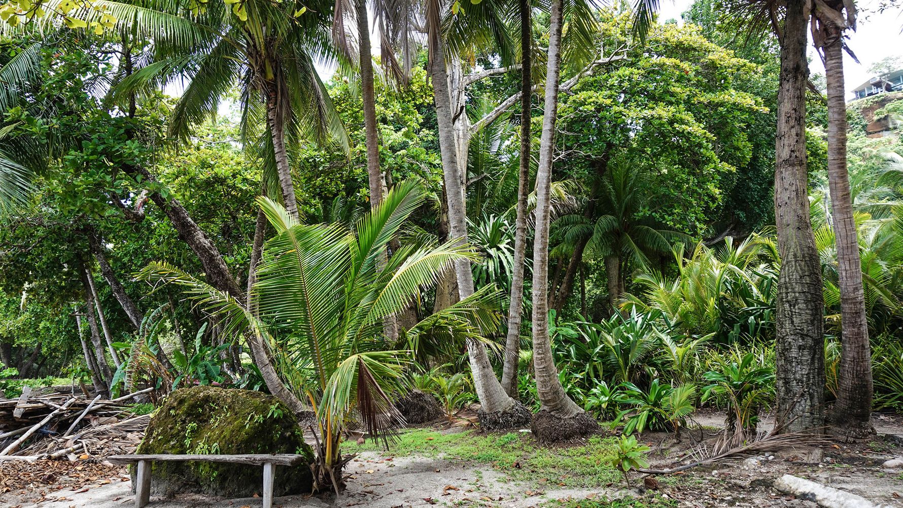 erfahrunsgbericht-costa-rica-praktikum-kundenfotos-artenschutz-palme-natucate