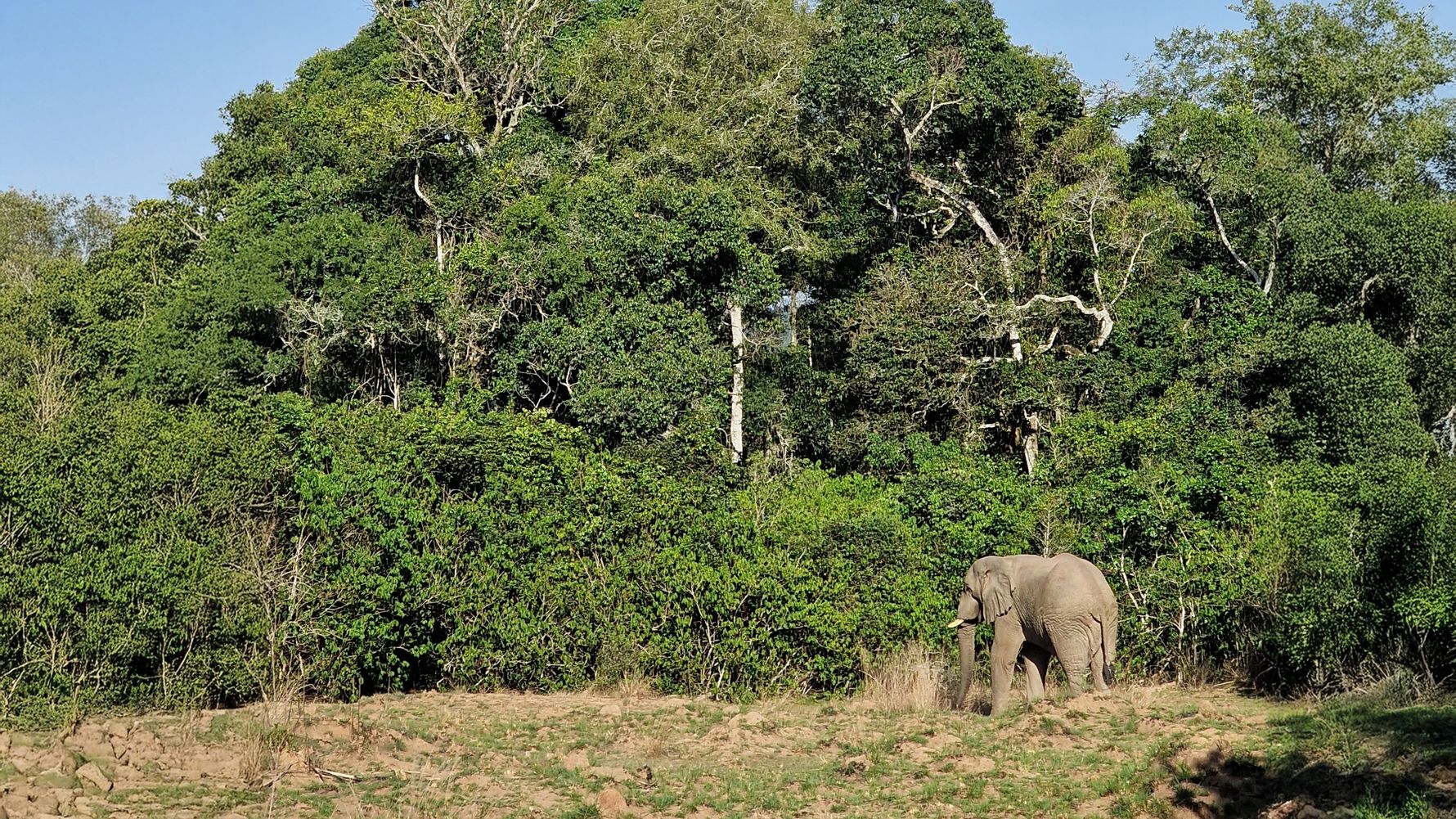 Elefant im Wald