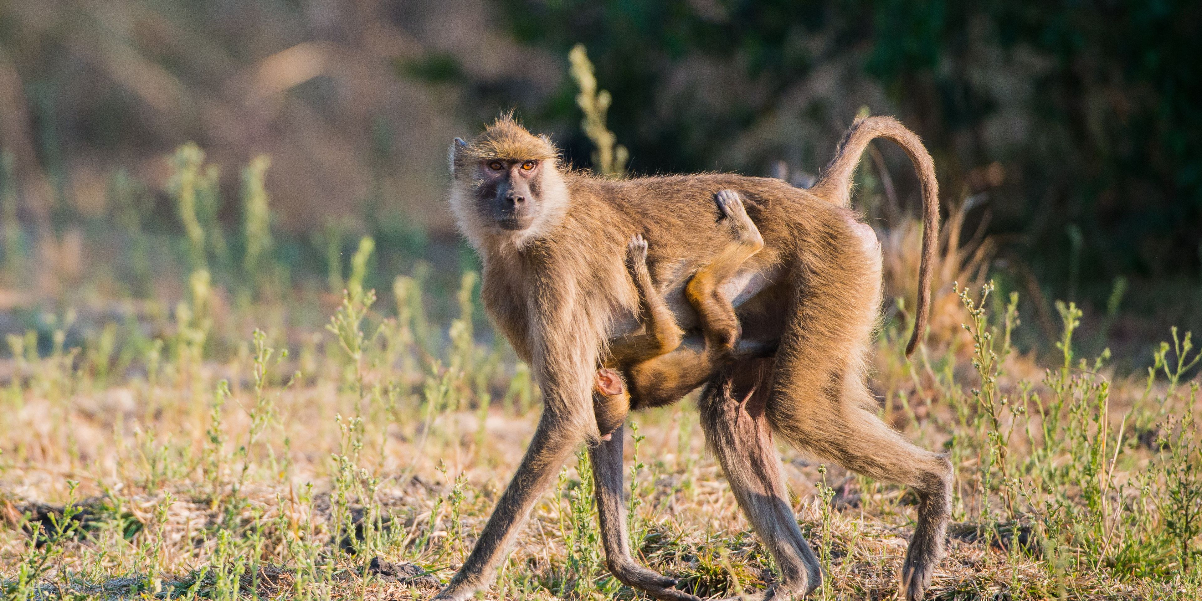 kafue-nationalpark-baboong