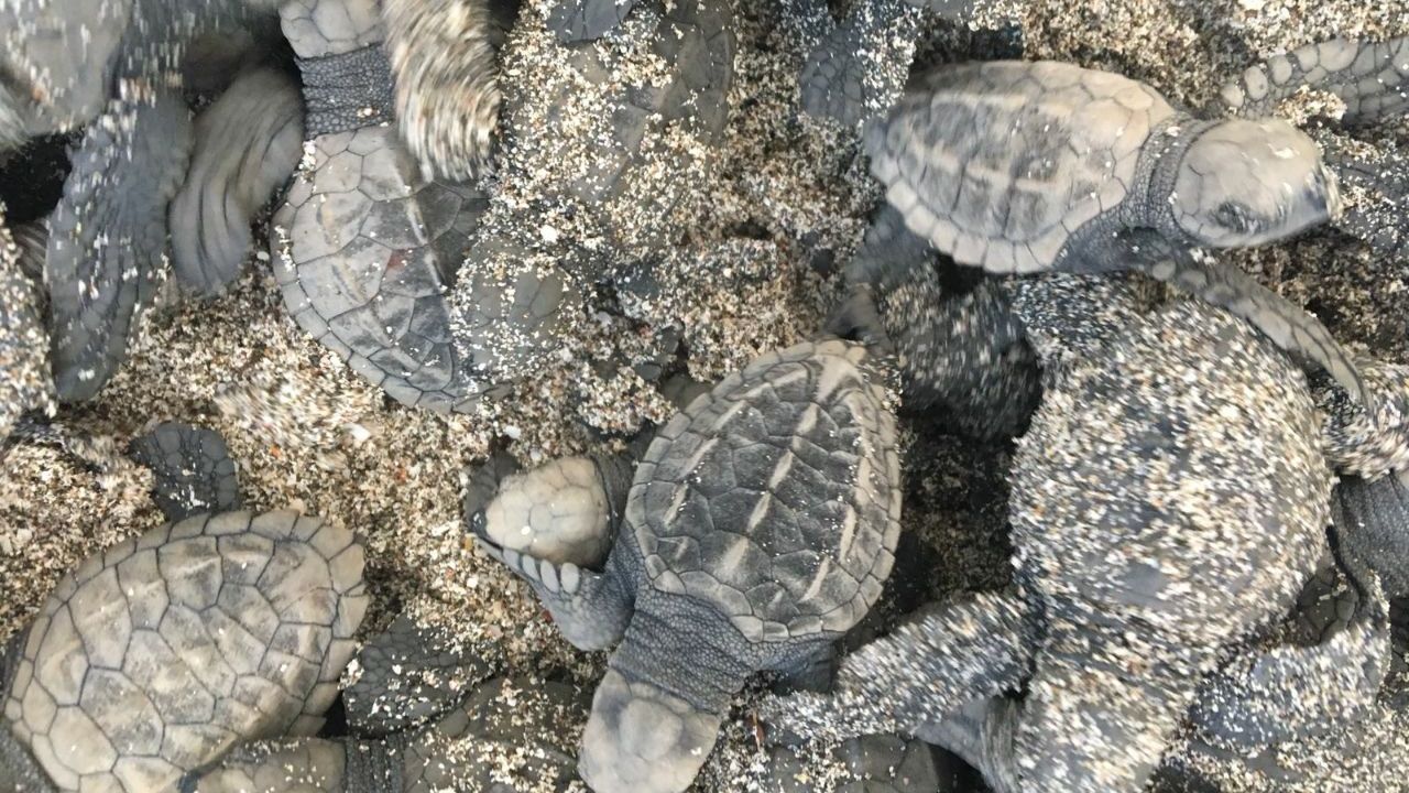 erfahrunsgbericht-costa-rica-praktikum-kundenfotos-artenschutz-schildkroeten-natucate