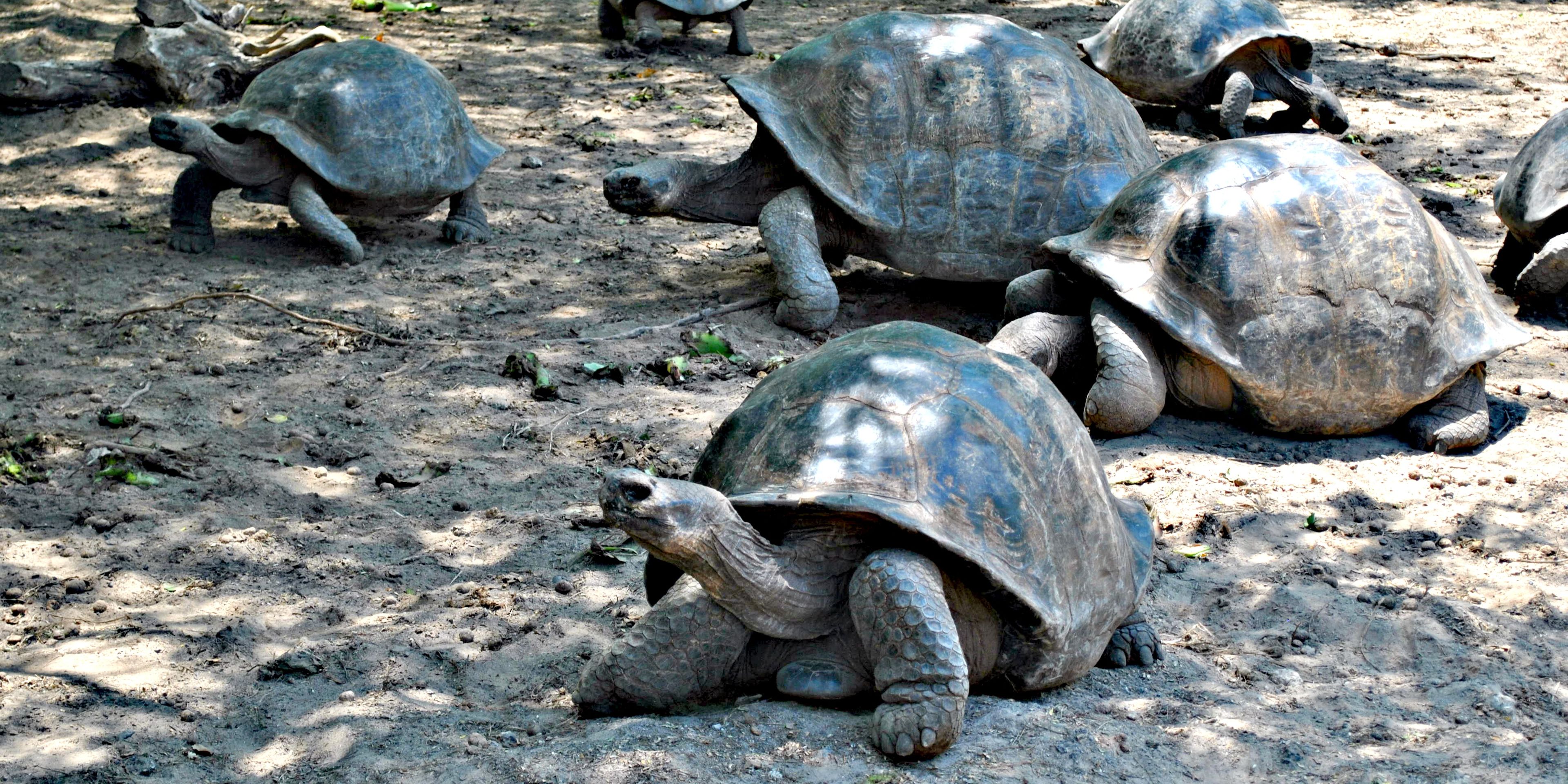 natucate-freiwilligendienst-ecuador-artenschutz-schildkrotenzentrm