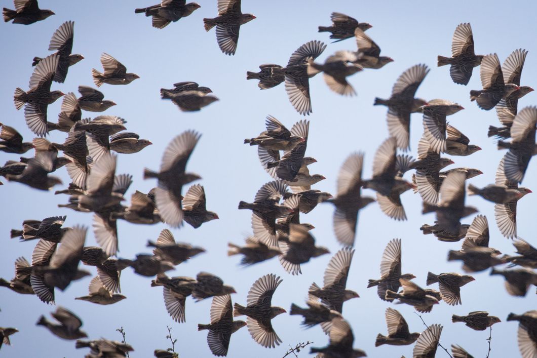 Ein Schwarm von Voegeln zieht ueber den Himmel