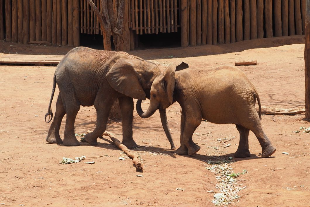 freiwilligenarbeit-sambia-artenschutz-lusaka-elefanten-natucate