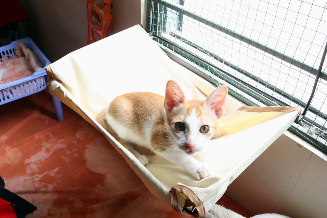 freiwilligenarbeit-vietnam-da-nang-tierschutz-katze-fenster-natucate