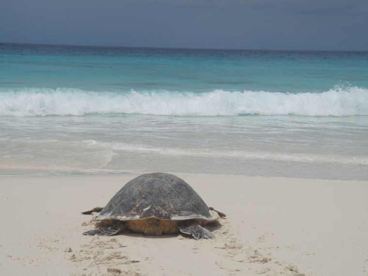 freiwilligenarbeit-seychellen-erfahrungsbericht-artenschutz-kundenfotos-strand-schildkroete-natucate
