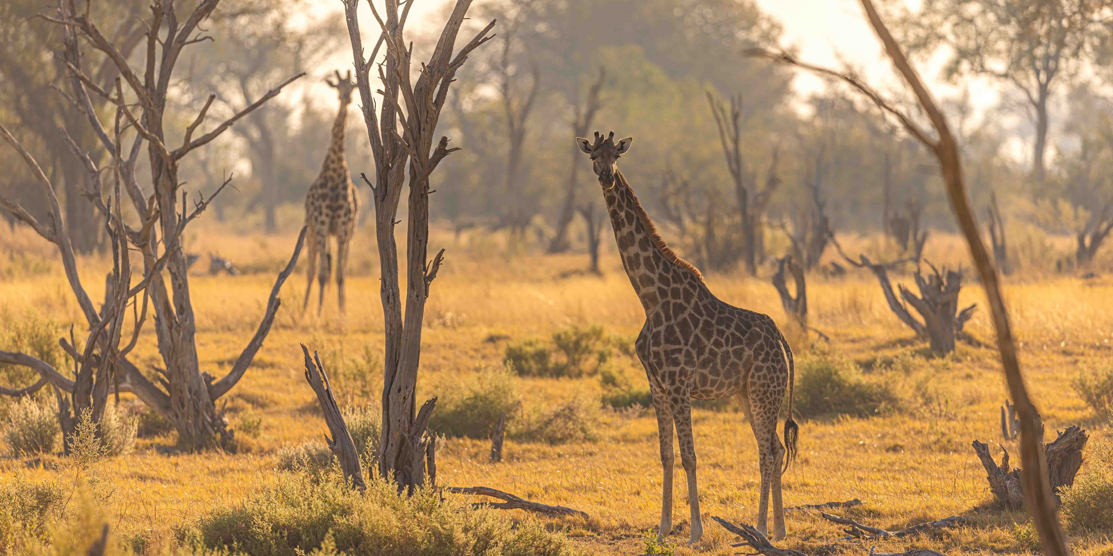 natur-und-rangerkurs-botswana-afrika-san-survival-skills-tracking-giraffe-natucate