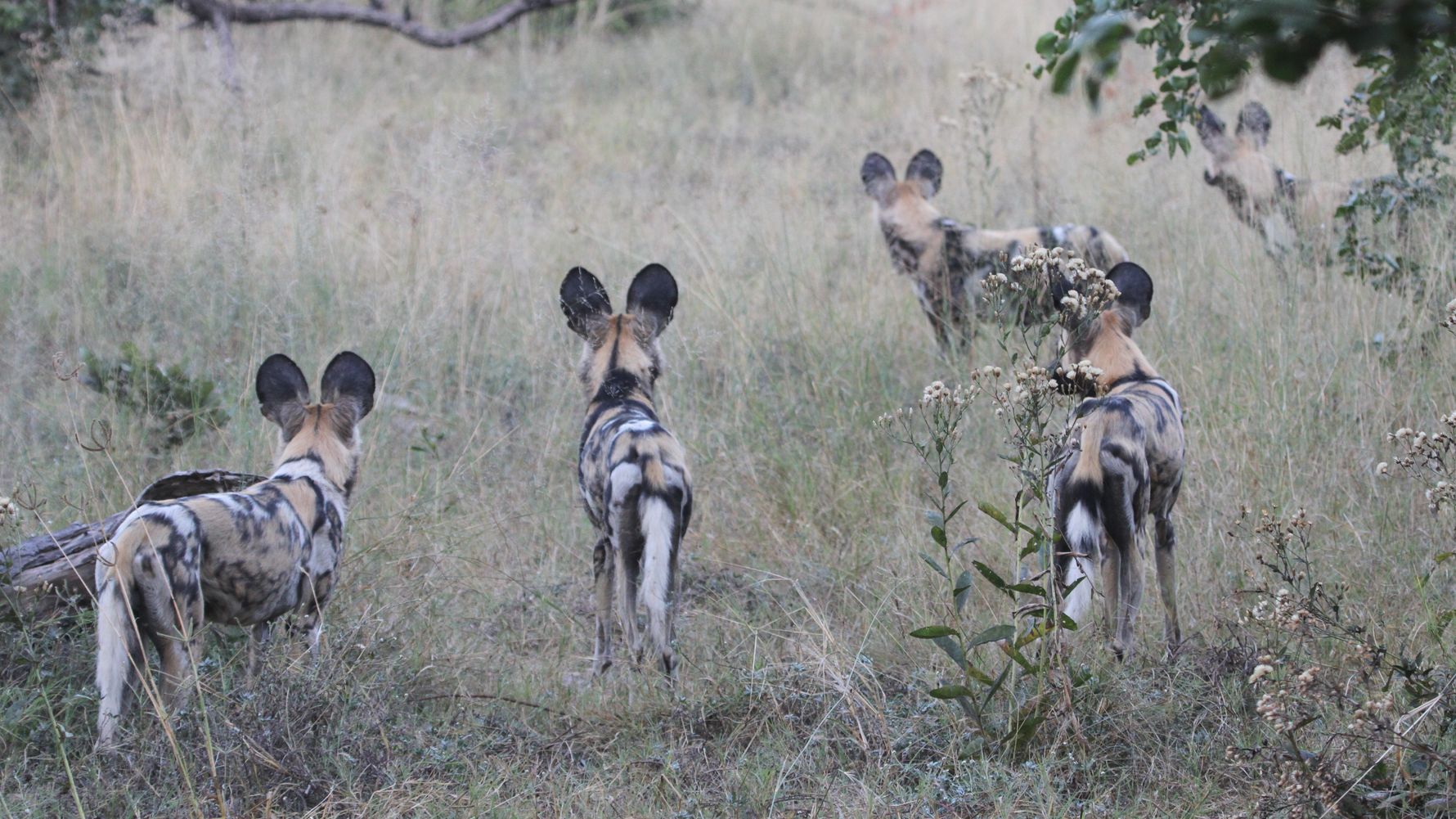 artenschutz-wildhundrudel-staupe-virus-blog-natucate