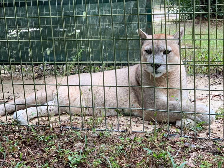 erfahrungsberichte-freiwilligenarbeit-usa-florida-wildlife-patrick-luchs