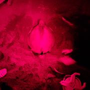 natucate-review-costa-rica-turtle-amelie-turtle-night