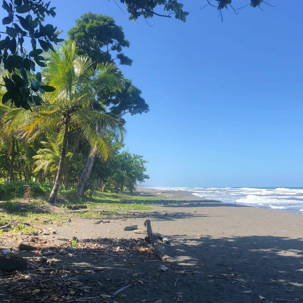 Sandstrand am Regenwald mit blauem Himmel
